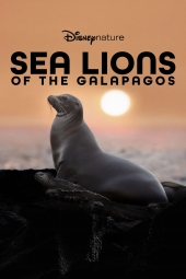 دانلود فیلم شیرهای دریایی گالاپاگوس Sea Lions of the Galapagos 2025